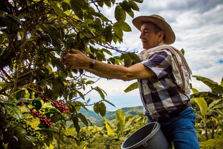 Origen único del mes - Papúa Nueva Guinea Baroida Estate