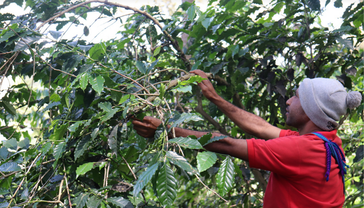 Filter Coffee of the Month - PNG Arufa